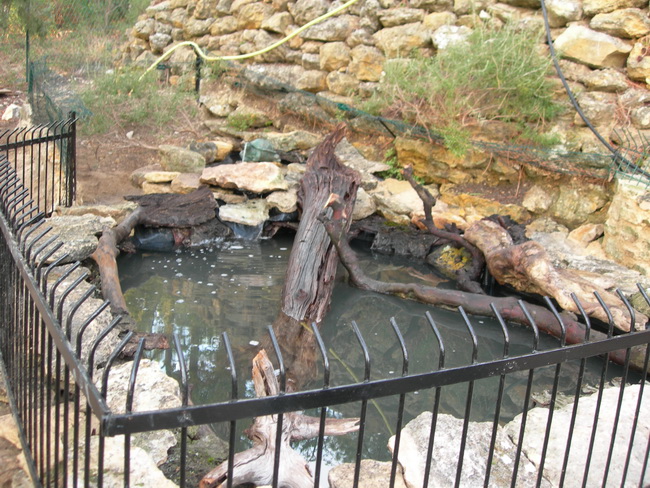 notre bassin pour tortues... Le_bas10