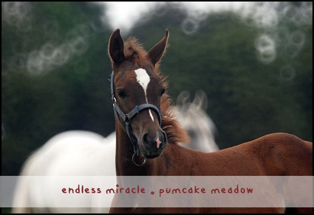 ♂ - ENDLESS MIRACLE - LUSITANIEN X QUARTER HORSE 09080211