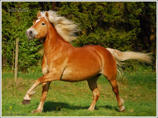 Deam - Jument Haflinger - 26 pts 166xbo10