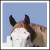 Cosette - Jument - Paint Horse Sans_t23