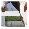 Cosette - Jument - Paint Horse Sans_t25