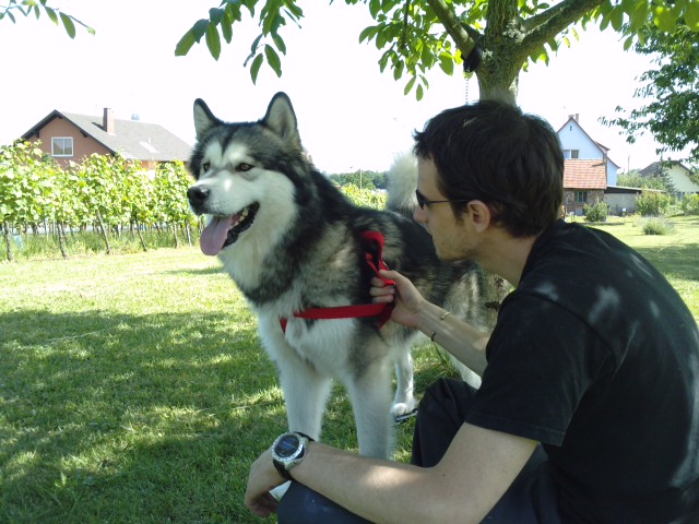 Malamute ANOUK DES RIVES DE L OURSE P1706013