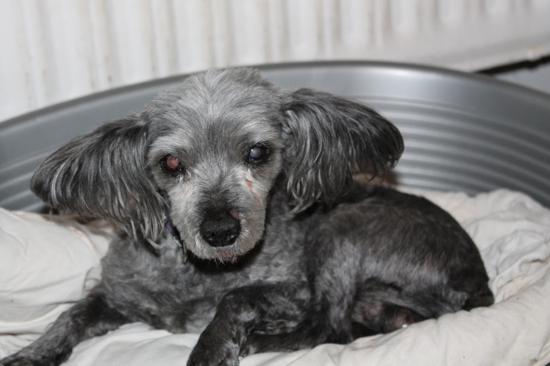 LUCKY CANICHE NAIN GRIS FONCE 14 ANS ASSO A TOUTES PATTES Img_1311