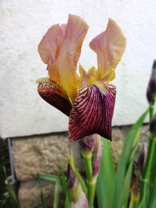 Floraisons de nos Iris barbus 2013 - Page 6 Dsc01813