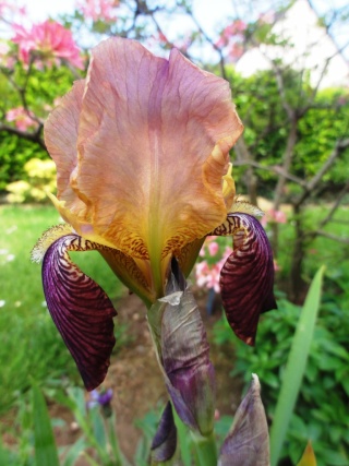 Floraisons de nos Iris barbus 2013 - Page 6 Dsc01814