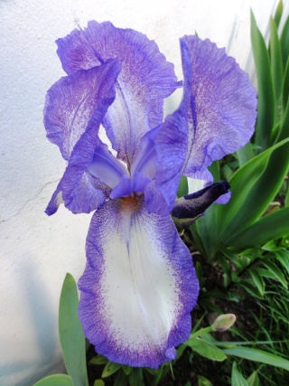 Floraisons de nos Iris barbus 2013 - Page 7 Dsc01823
