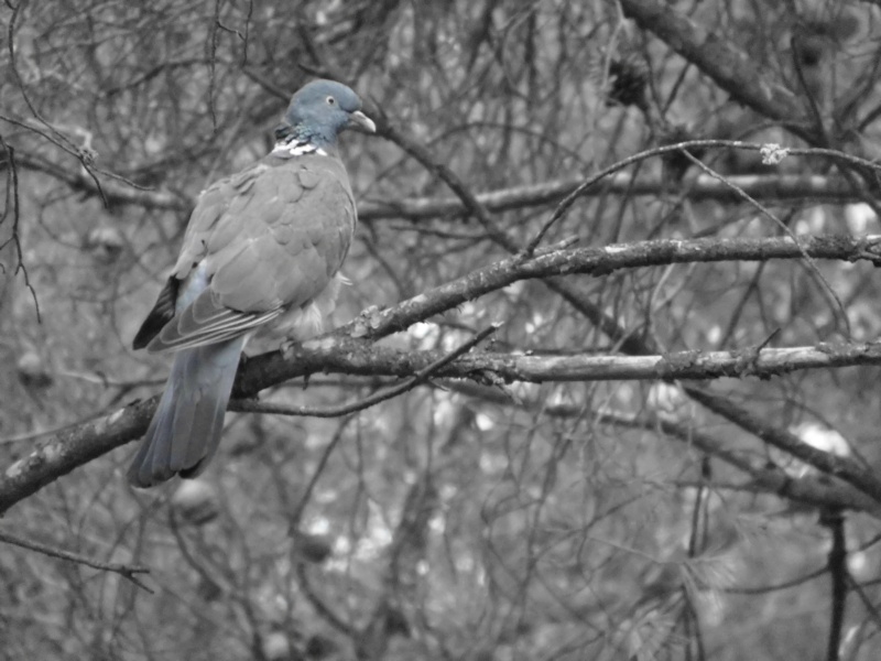 Le pigeon des bois P1000312
