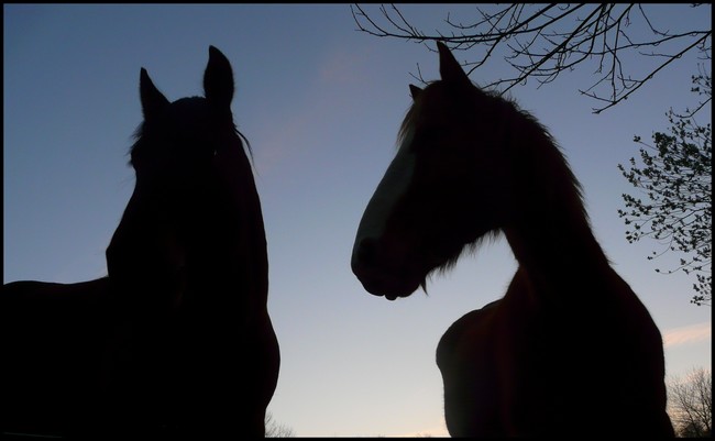 CONCOURS PHOTOS: Les chevaux et la magie... - Page 2 P1040028