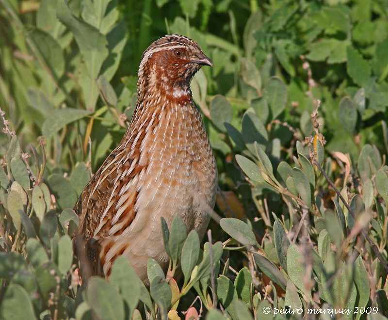 Coturnix coturnix. Img_3811