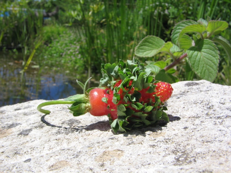 concours photo n°27: votre fruit/ légume de l'été insolite - Page 2 June0910
