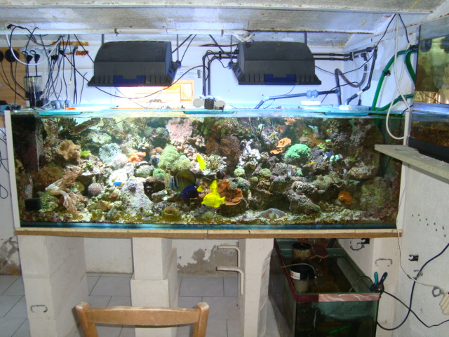 Aquarium de Noel Aquari10