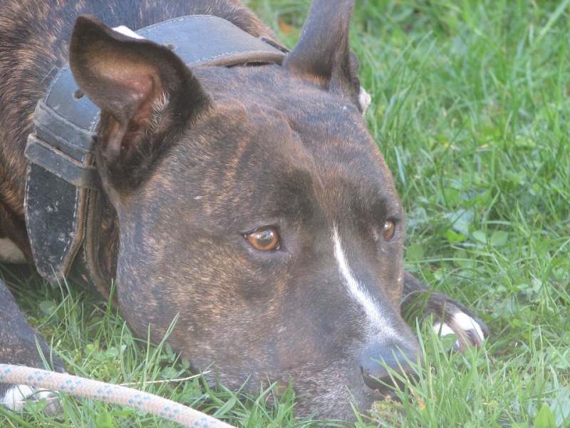 BLACK - adorable amstaff LOF bringé, de 5 ans et demi  - Page 2 Black_11