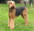 airedale terrier