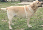 labrador