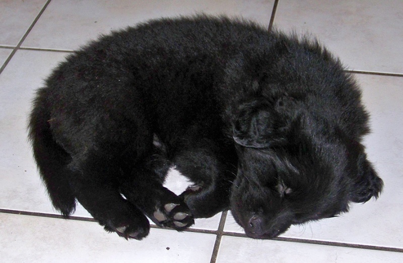 Chiot Flat coated Retriever 7 semaines..! 100_1010