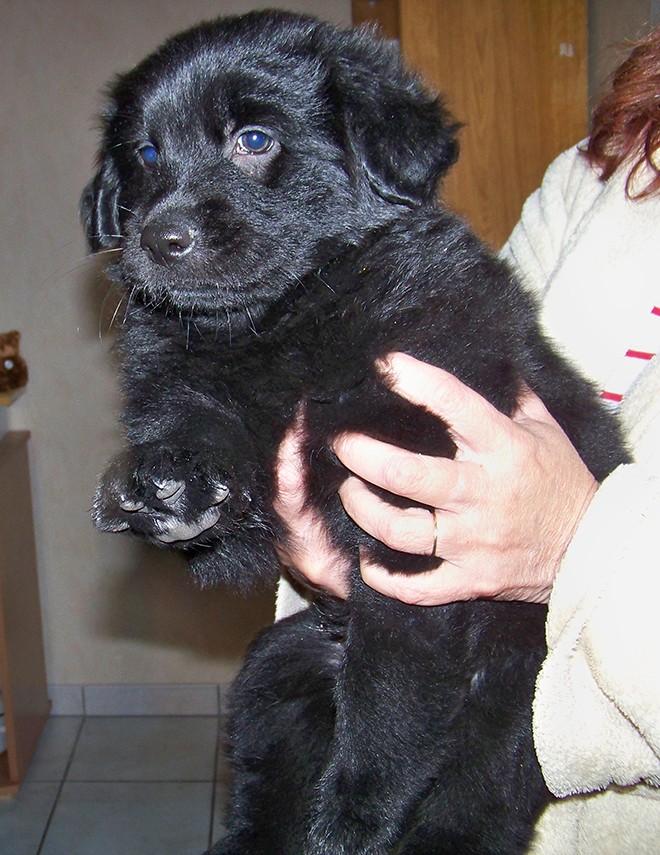 Chiot Flat coated Retriever 7 semaines..! 100_1011