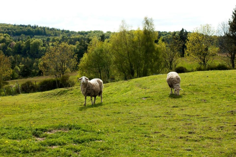 Photos et nouvelles des animaux de l'arche 2013 18297310