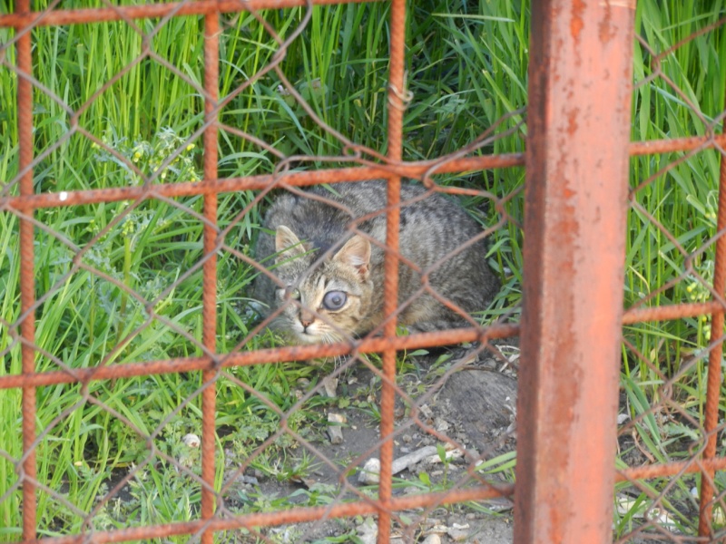 Année 2013 - Marvejols - 30 chats errants, femelles pleines, chatons... 15 stérilisés, 6 chatons récupérés. Dscn6415