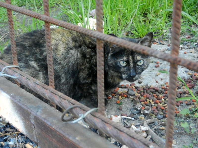 Année 2013 - Marvejols - 30 chats errants, femelles pleines, chatons... 15 stérilisés, 6 chatons récupérés. Dscn6420
