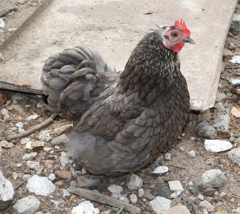 les poulettes de Cathy 37 Photo_15