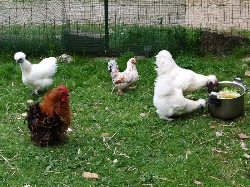 les poulettes de Cathy 37 Poules11