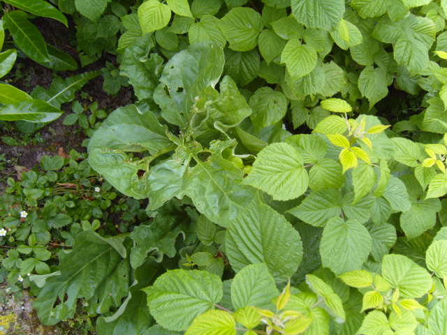 le potager de Maxou Jardin25