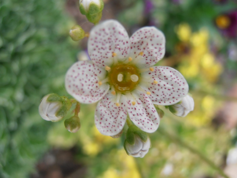 Quelques "alpines" dans mon jardin  P6090015