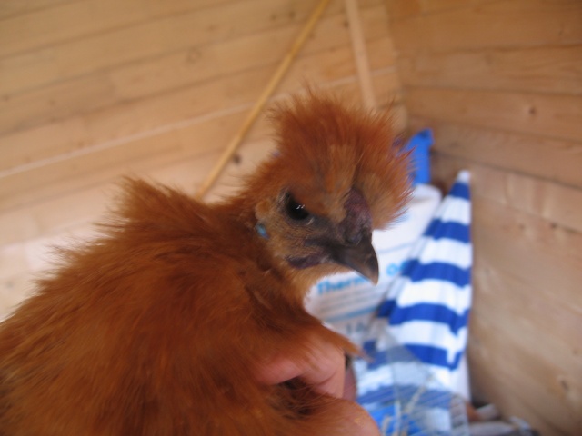 Une petite poule soie fauve naine de François 85 Img_5512