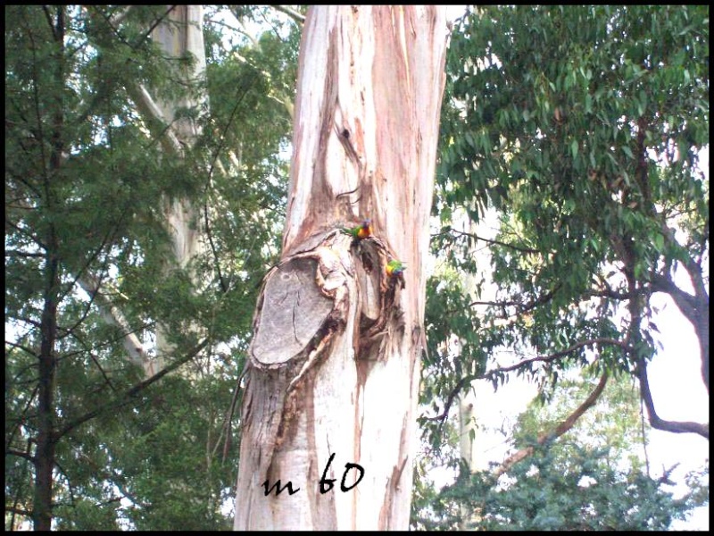 le loriquet arc en ciel dans son milieu naturel Loris_17