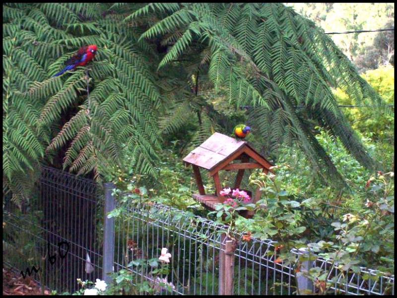 le loriquet arc en ciel dans son milieu naturel Resto_10