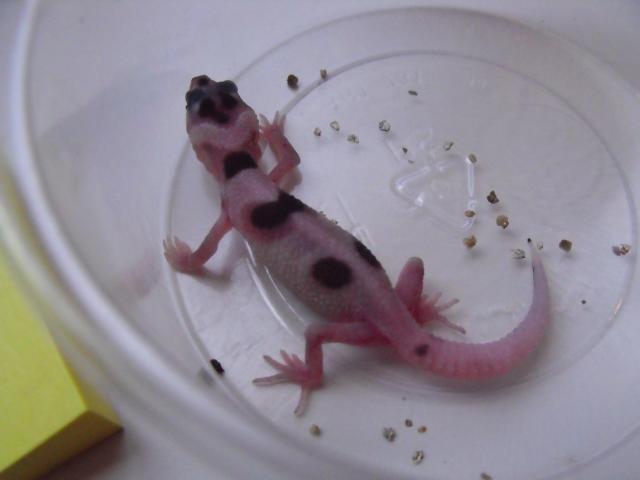 Les geckos gards Bb01-013