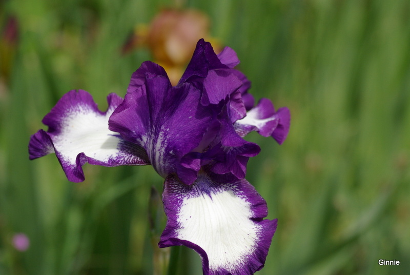 Les iris -culture, multiplication, entretien, variétés. - Page 2 Imgp5747