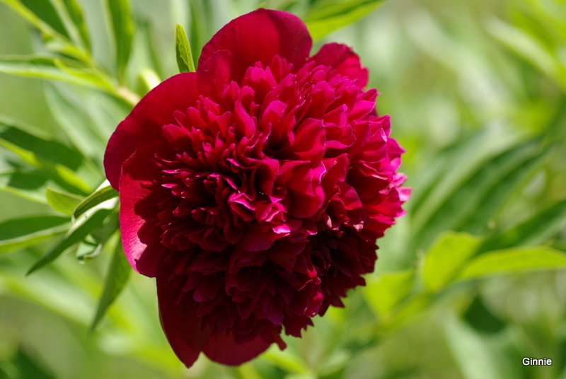 qui s'y connait en pivoine ? Imgp5757