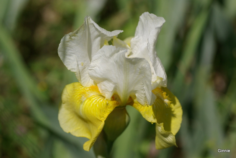 Les iris -culture, multiplication, entretien, variétés. - Page 2 Imgp5759