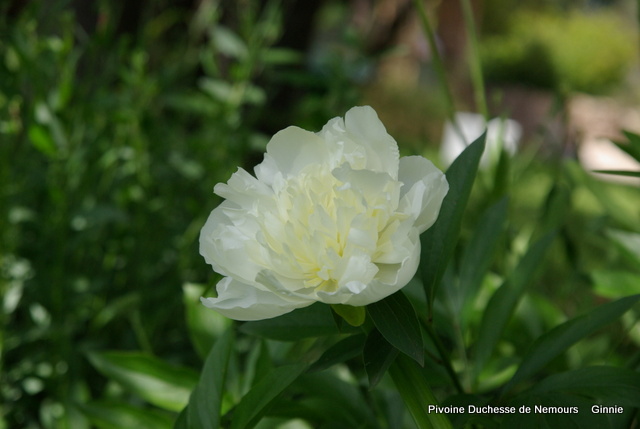 qui s'y connait en pivoine ? - Page 2 Imgp5836