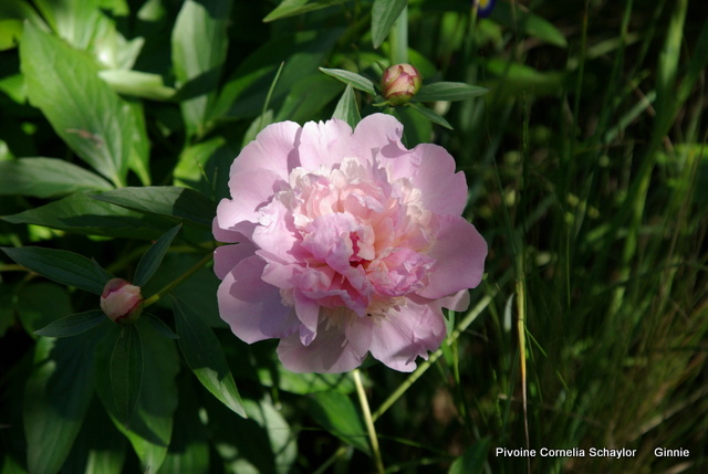 qui s'y connait en pivoine ? - Page 2 Imgp5838