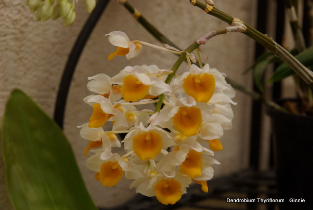 floraisons des orchidées - Page 29 Imgp6011
