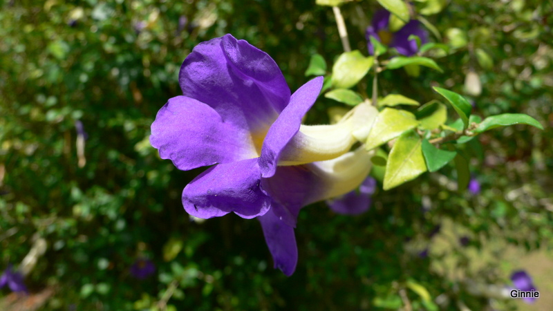 fleur violette de Martinique P1020210
