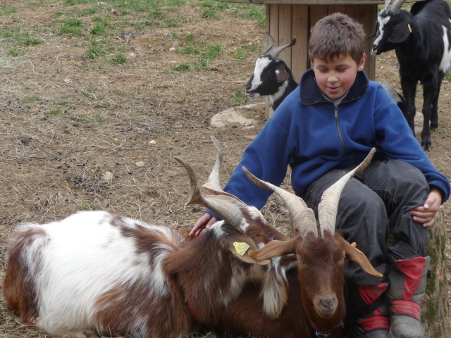 un bouc...c'est aussi gentil qu'une chèvre! Chavre11