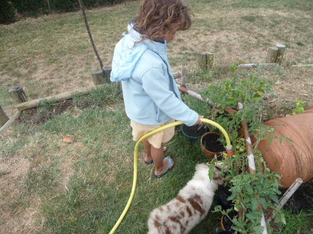 étis et Ipso..mes chiens ! Oriane82