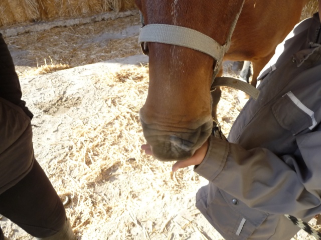 j'ai trouvé  mon futur(proche) cheval! Photos19