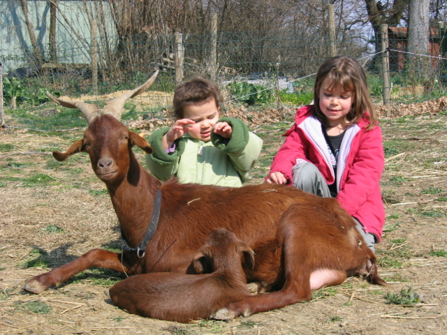 Grandes chèvres & jeunes enfants Roves_14
