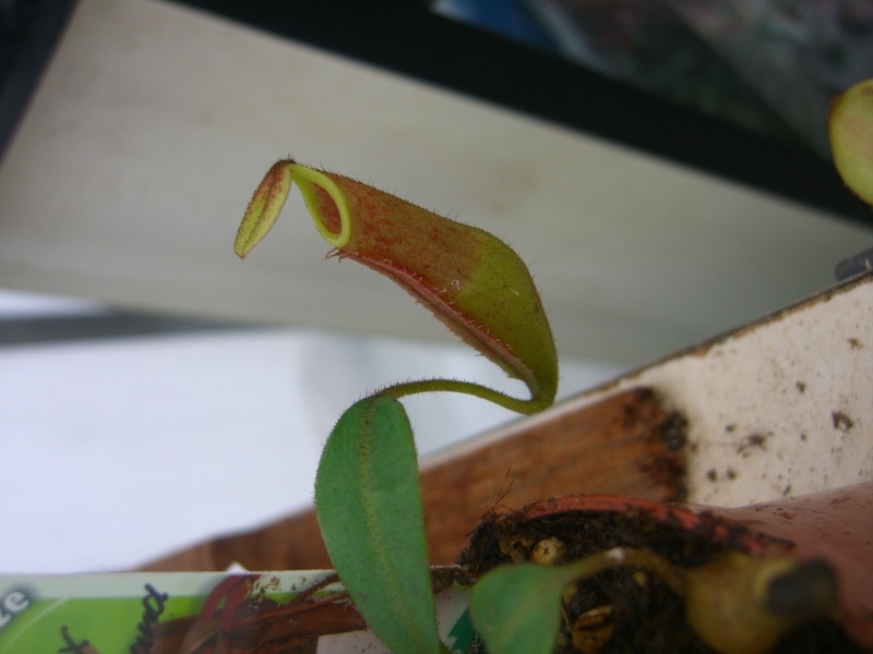 Mes nepenthes Cimg7421