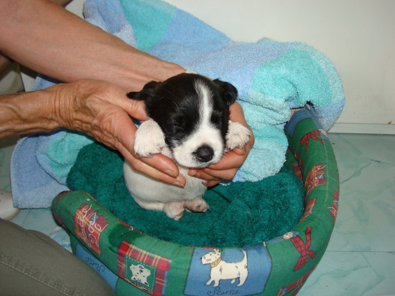 CSCA petit chien abandonné 1 mois (34) Chiot110