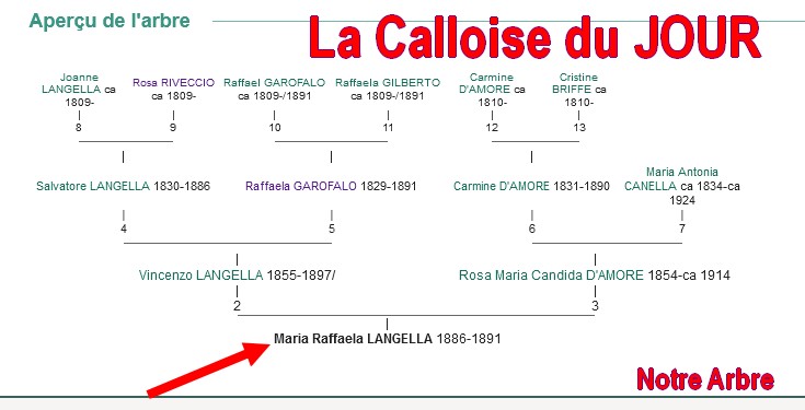 05 NOTRE ARBRE : Callois et Calloises mis à l'honneur en MAI 3_cdj-51