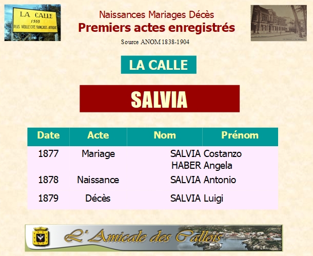 Famille SALVIA Salvia12