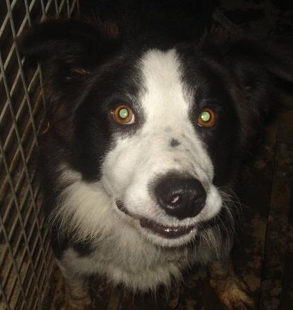 [adopté]Aldo, border collie dept 76 trés triste... Aldo310