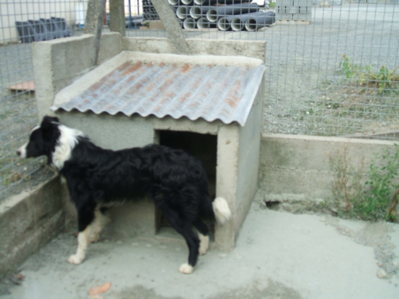 [retrouvée par ses maîtres] urgent, chienne en fourrière... risque l'eutha Baya1010