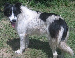 chienne - Carioca, jeune chienne type BC (dpt 82) Carioc13