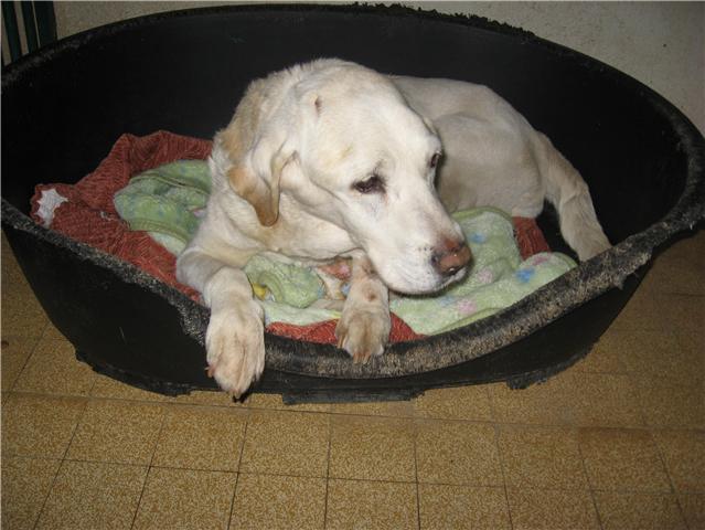 URGENT sam labrador mâle sable de 14 ans dpt 62 Sam10